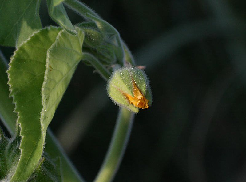 Abutilon theophrasti